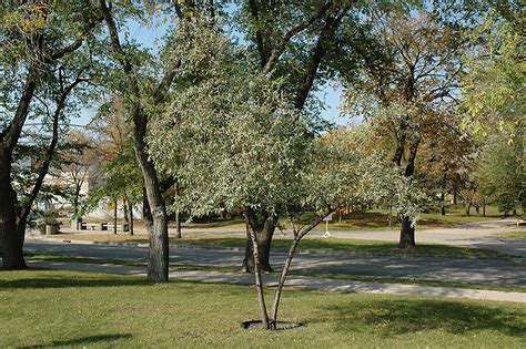 silver buffaloberry tree.